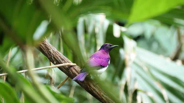 Close up shot of colorful male violet-backed starling in green environment