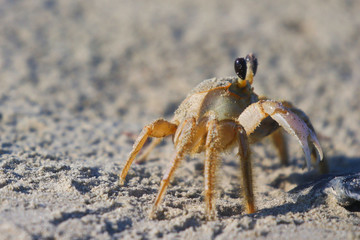 crab on the beach