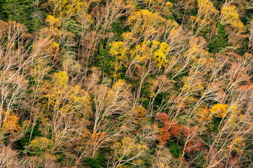 Autumn white birch pattern A