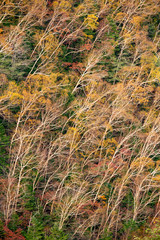 Autumn white birch pattern C