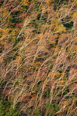 Autumn white birch pattern D