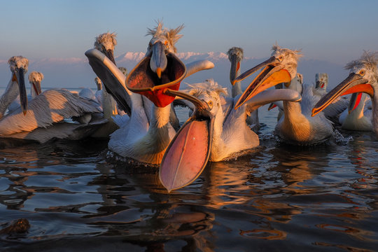 Dalmatian Pelican,   Pelecanus crispus,   group catching fish.
