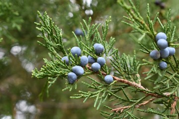 Closeup of juniper red cedar tree branches with blue berries