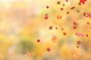 FALLING AUTUMN LEAVES WITH BLUR BACKGROUND OF AUTUMN TONE WOOD. COPY SPACE
