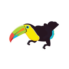 Colombian tucan colored bick