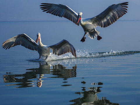 Landing Dalmatian Pelican , Pelecanus crispus. Pelicans casts a mirror image reflection as it flies over water.