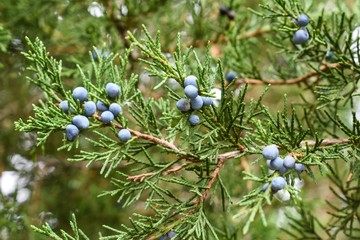 Closeup of juniper red cedar tree branches with blue berries