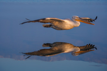 Flying Dalmatian Pelican , Pelecanus crispus