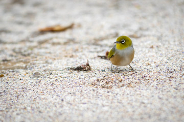 bird on the beach