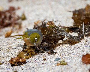 bird scavenging in seaweed on the beach