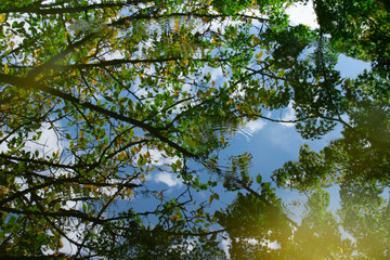 水面に映った秋の木々と轍