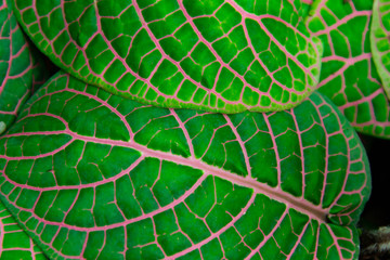 個性的な植物のテクスチャ