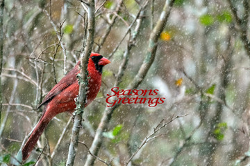 Winter Cardinal Seasons Greetings