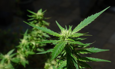 Cannabis plant budding up