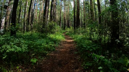 Dog or other animal sneaks along the forest trail. POV