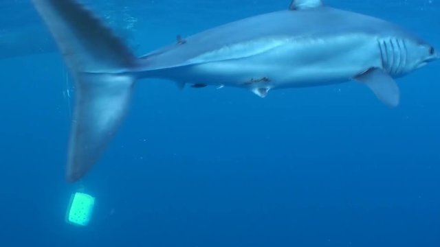 Mako shark, Atlantic Ocean, South Africa.