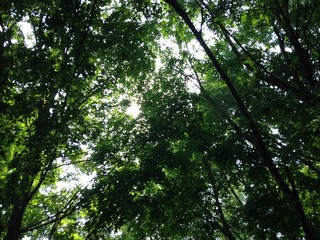 Family of Trees 