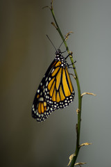 Female Monarch