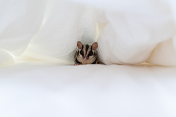 Little curiosity Sugar glider under bed sheet.