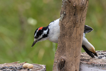 Male hairy woodpecker looking at a peanut, Ottawa, Canada