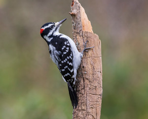 Male hairy woodpecker perching on a dead tree, Ottawa, Canada