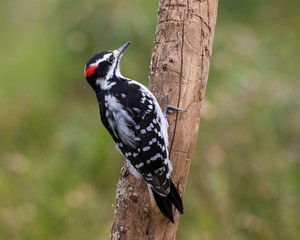 Male hairy woodpecker perching on a dead tree, Ottawa, Canada