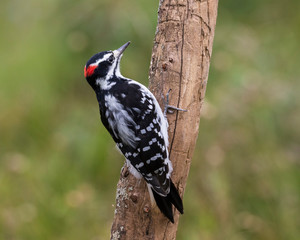 Male hairy woodpecker perching on a dead tree, Ottawa, Canada
