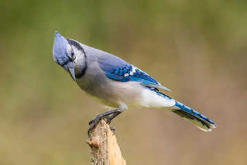 Blue jay perching on a dead tree, Ottawa, Canada