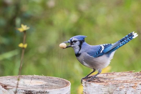 Blue jay holding a peanut in its bills, Ottawa, Canada