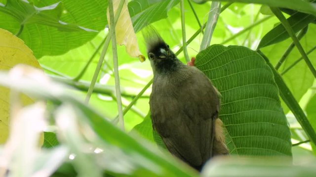 Close up shot of cute speckled mousebird (Colius striatus) on green leaf