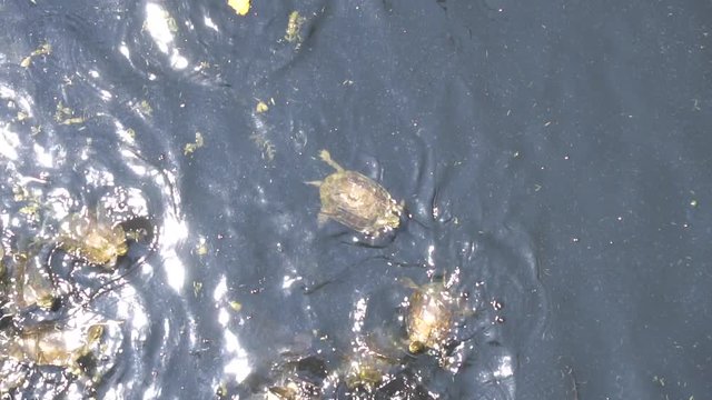 Turtles Large Small Swim On Windy Day