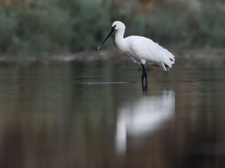 Eurasian Spoonbill with Reflection Foraging on the Pond