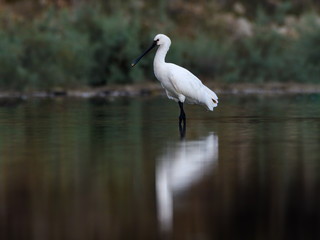 Eurasian Spoonbill with Reflection Foraging on the Pond