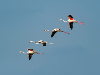Fototapeta premium Flock of Four Greater Flamingos in Flight on Blue Sky
