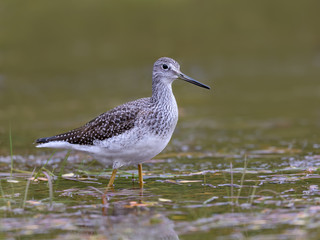 Greater Yellowlegs Closeup Portrait