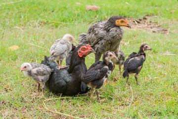 Chicks stand on the back of the hen.  and the morning green nature. With warm family
