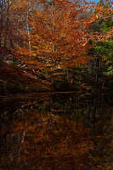 Landscapes in Autumn Season 