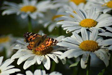 Painted Lady on Daisy