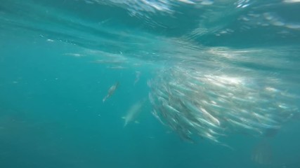Common dolphins feeding on sardines during the sardine run, Wild Coast, South Africa.