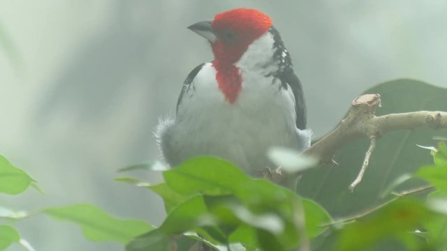Close up shot of red-cowled cardinal (Paroaria dominicana) in humid climate