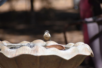 Pygmy Nuthatch on birdbath