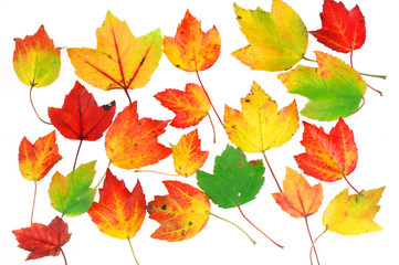 colorful autumn maple leaves from red to green isolated on white background