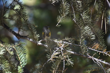 Yellow-rumped Warbler on branch