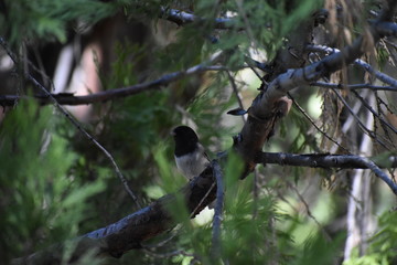 Dark-eyed Junco in Tree