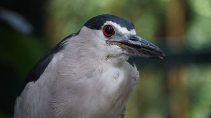 Black-crowned Night-Herons are small herons with rather squat, thick proportions. They have thick necks, large, flat heads, and heavy, pointed bills