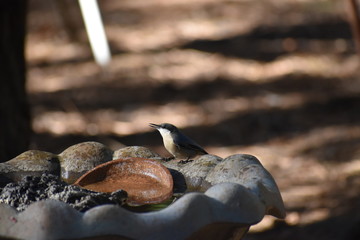 Pygmy Nuthatch on birdbath