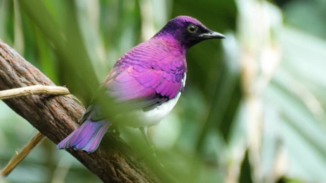 Close up macro shot of beautiful colored male violet-backed starling