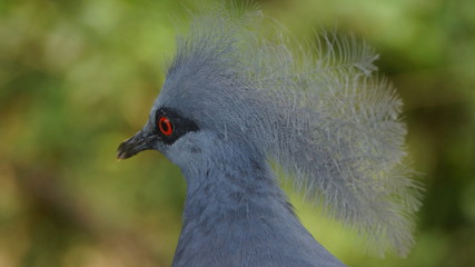 The Victoria crowned pigeon is a large, bluish-grey pigeon with elegant blue lace-like crests, maroon breast, and red irises. It is part of a genus of four unique, very large, ground-dwelling pigeons 