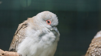 cute little pigeons