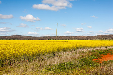 canola field